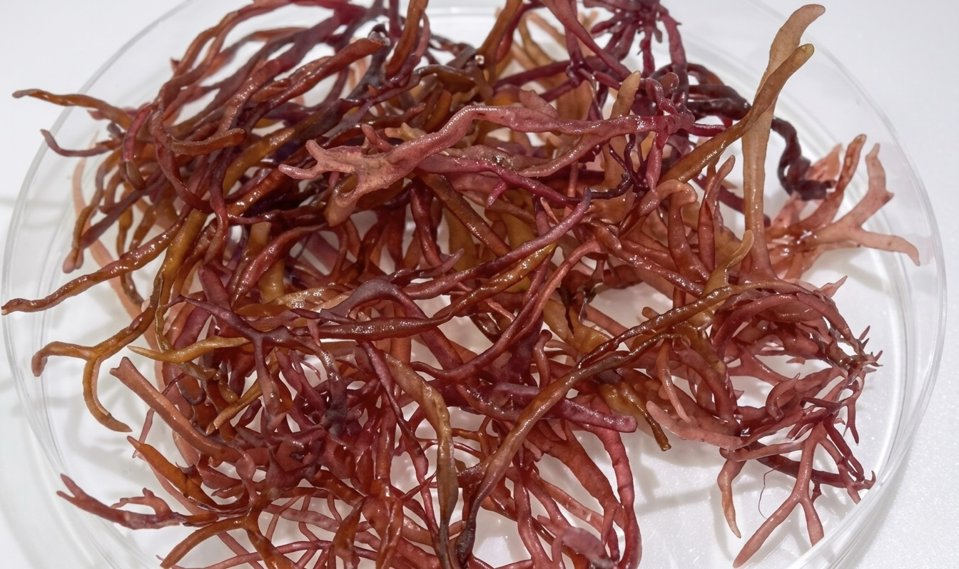 布糊（環境裝置）